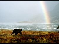 pic for Bear rainbow